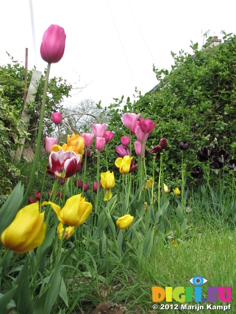 SX22298 Tulips in front garden